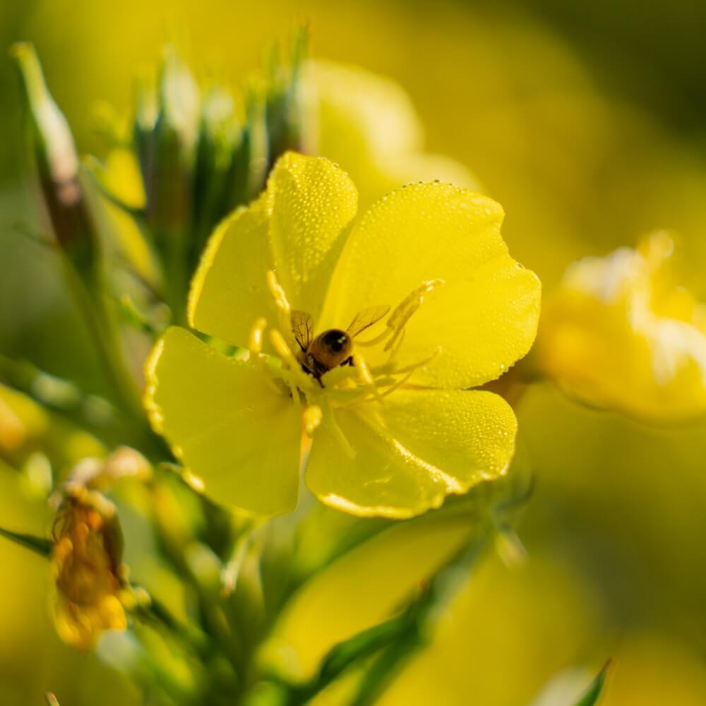 Efamol evening primrose oil rigel evening primrose with bee