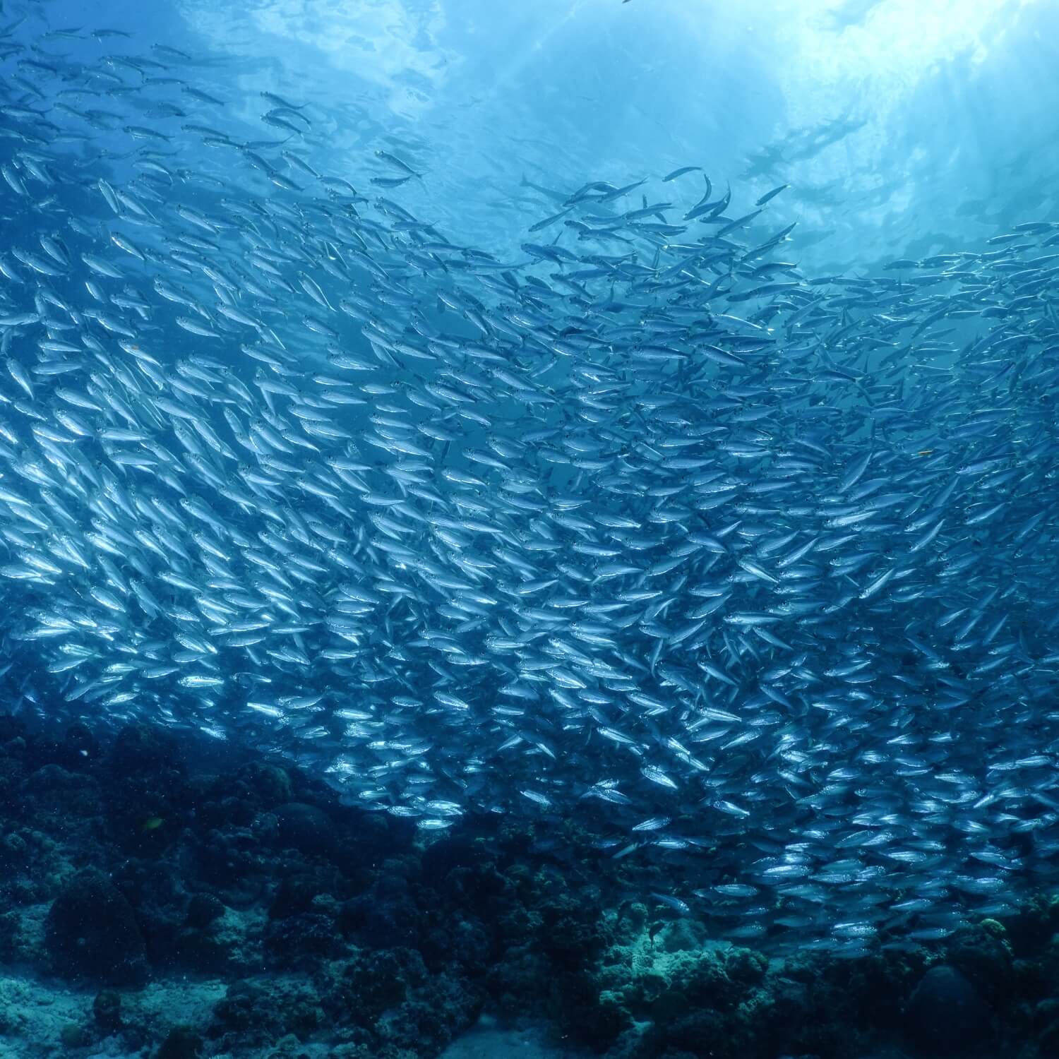 Efamol sustainably sourced fish