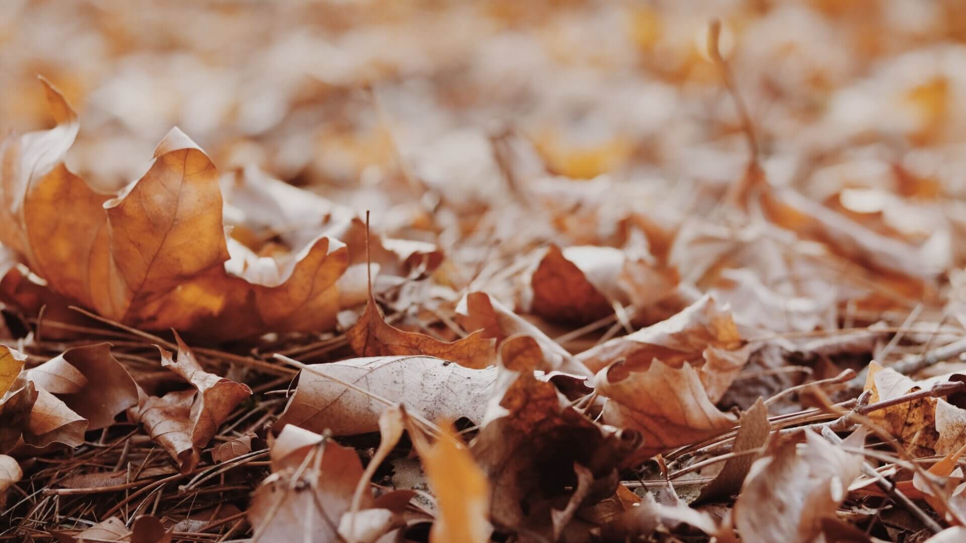 dry crunchy autumn leaves