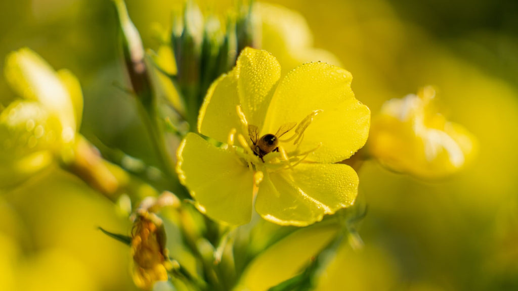 Benefits of Evening Primrose Oil - evening primrose flower with bee