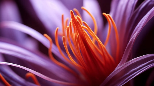 Crocus saffron close up