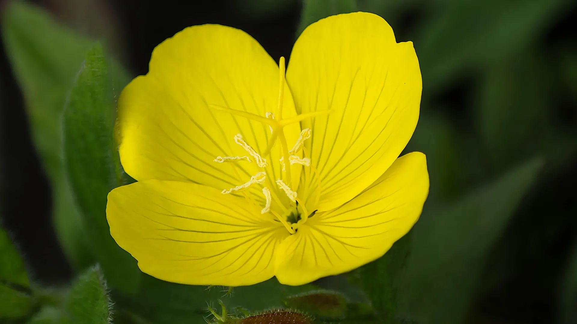 Evening Primrose Oil for Menopause: GLA Explained | Efamol