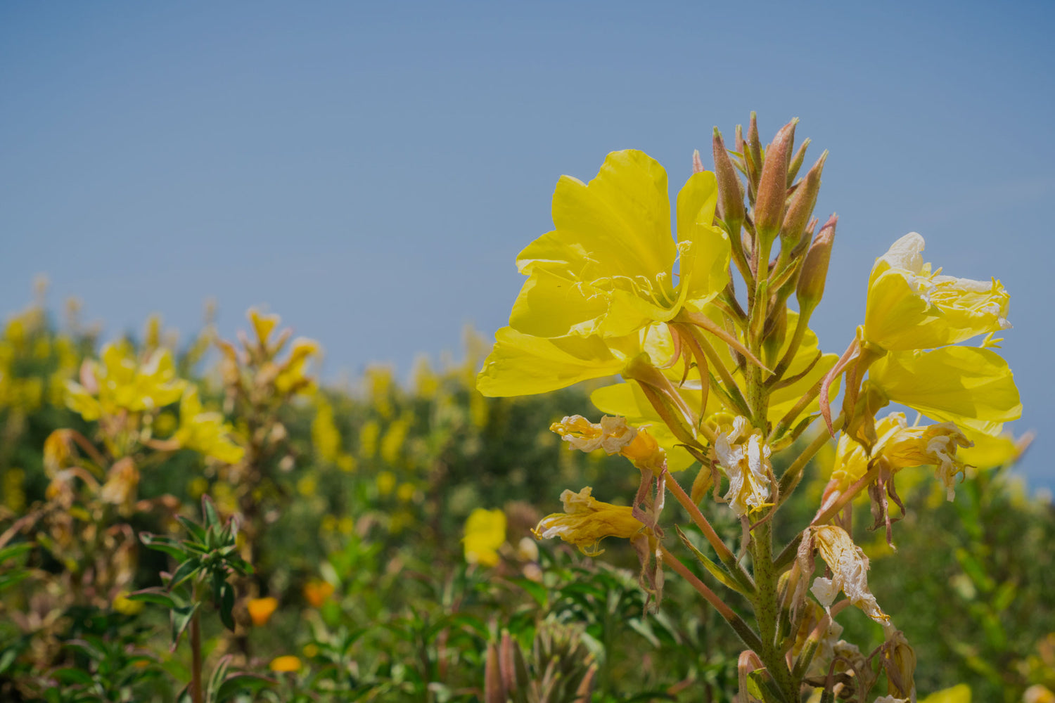 Evening Primrose Oil