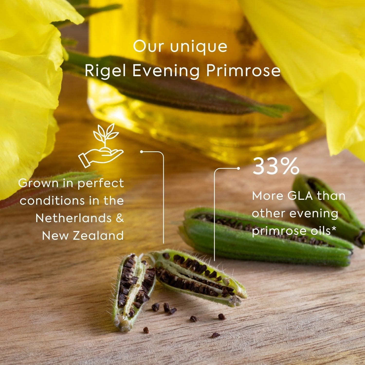 Efamol Evening Primrose Oil - unique Rigel Evening Primrose