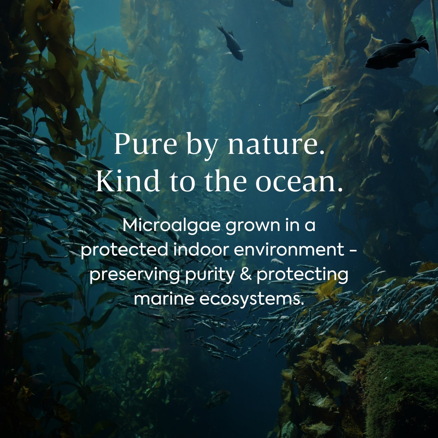 Pure by nature, kind to the ocean. Microalgae grown in a protected indoor environment - preserving purity and protecting marine ecosystems