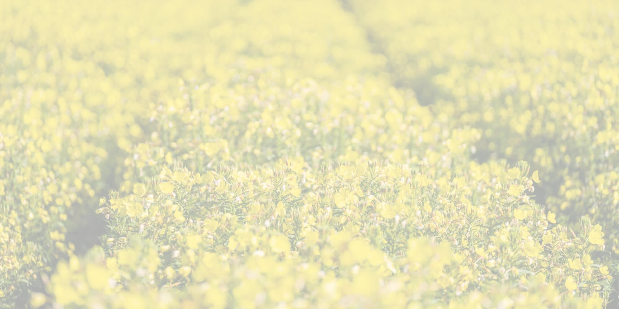 Efamol evening primrose field background