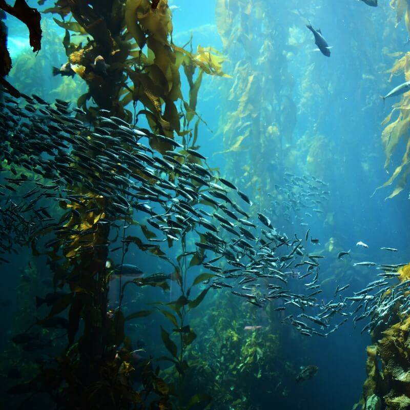 Efamol sustainably sourced fish